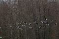 dzikie_gesi_2025-041