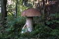 grzyby_001