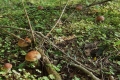 grzyby_003