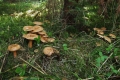 grzyby_004