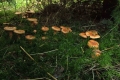 grzyby_005