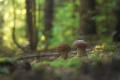 grzyby_023