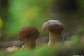 grzyby_024