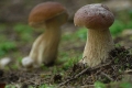 grzyby_025