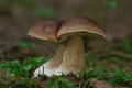grzyby_026