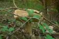 grzyby_027