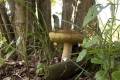 grzyby_030