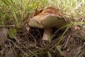 grzyby_031