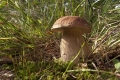 grzyby_032