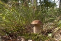 grzyby_033