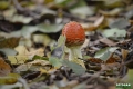 grzyby_039