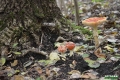 grzyby_040