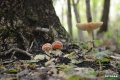 grzyby_041
