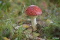 grzyby_042