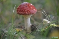grzyby_043