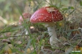 grzyby_044