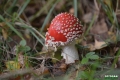 grzyby_047
