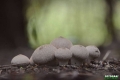 grzyby_049