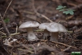 grzyby_052