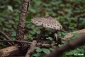 grzyby_056