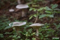 grzyby_057