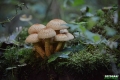 grzyby_058