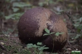 grzyby_060