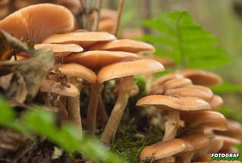 grzyby_078