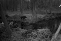 IMG_20