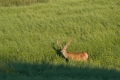 jelenie_042