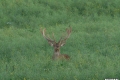 jelenie_044