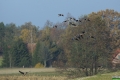 DSC_0607m (2)