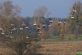 DSC_0622m (2)
