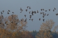 DSC_0632m