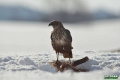 kania_ruda_004