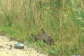 kuropatwy_04