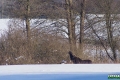 losie_006