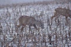 Przedwiośnie - trudny  czas