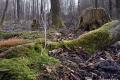 przedwiosnie_008