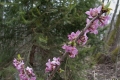 przedwiosnie_016