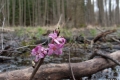 przedwiosnie_018
