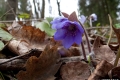 przedwiosnie_026