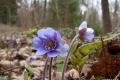 przedwiosnie_027