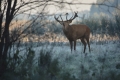rykowisko_2013_001