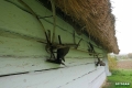 sanok_099