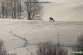 sarny_006_1