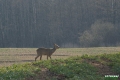 sarny_013_1