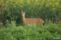 sarny_022_1