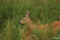 sarny_029_1