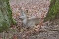 sarny_033_1
